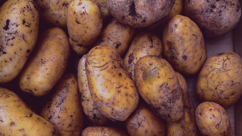 Freshly harvested potatoes