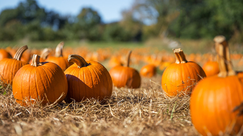 pumpkins in field