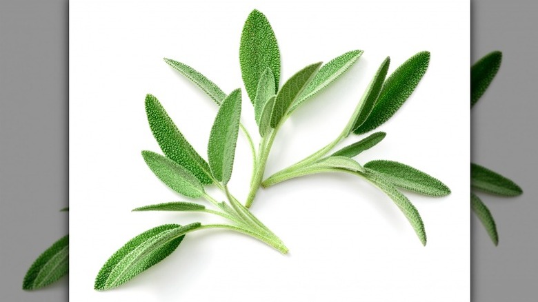 Fresh sage herb