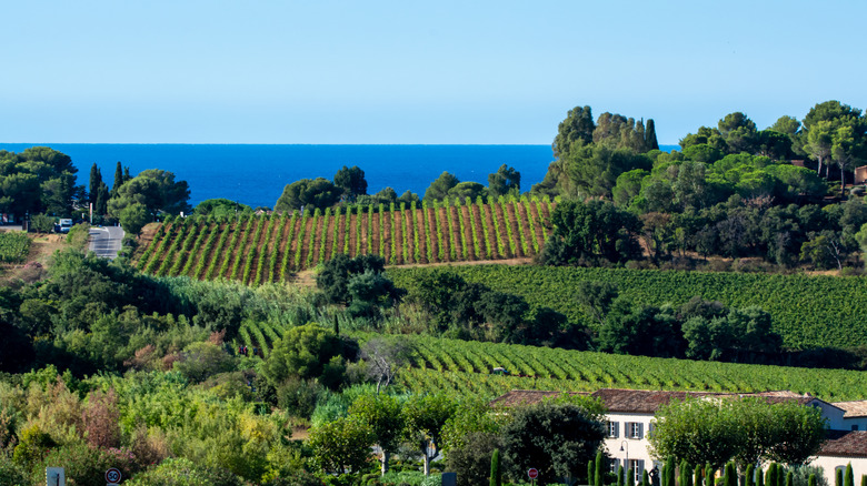 Cotes du Provence vineyard