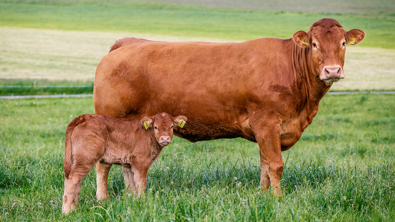 Brown Swiss cow and calf 