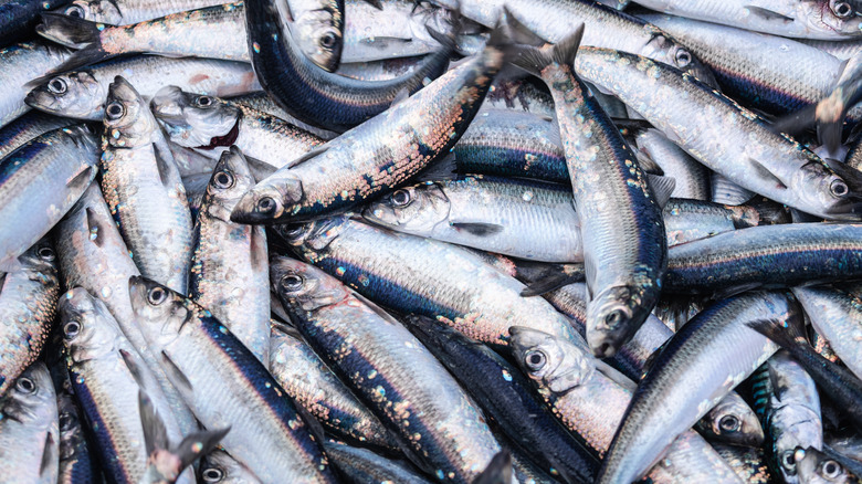 fresh sardines