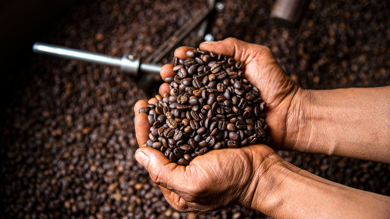 Holding freshly roasted coffee beans 