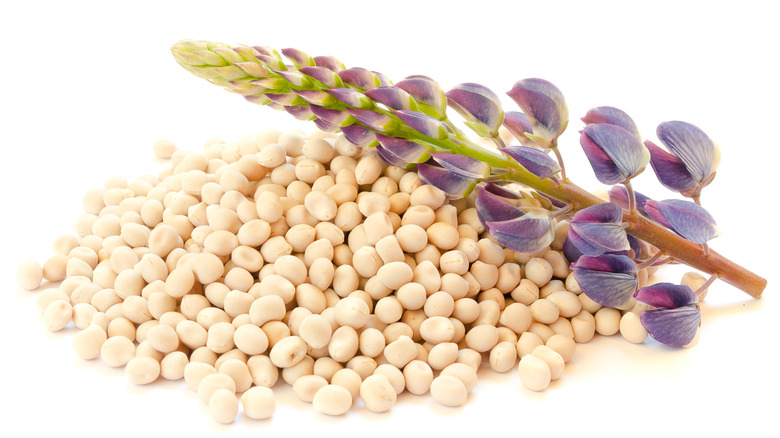 Lupini beans and flowers 