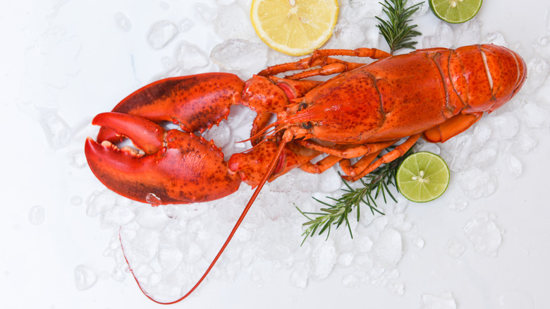 Cooked lobster on ice rosemary citrus