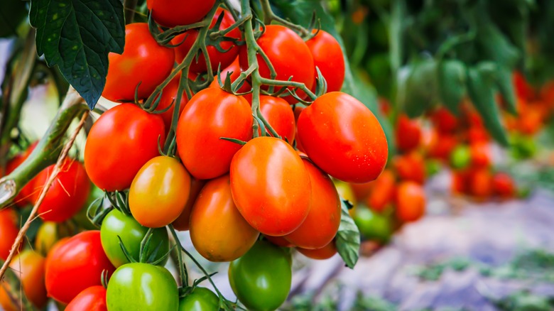 fresh tomatoes on tree