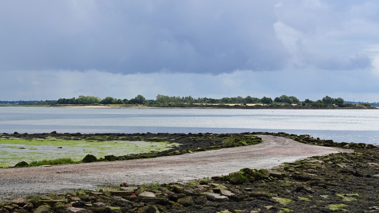 Marsh in Maldon, England