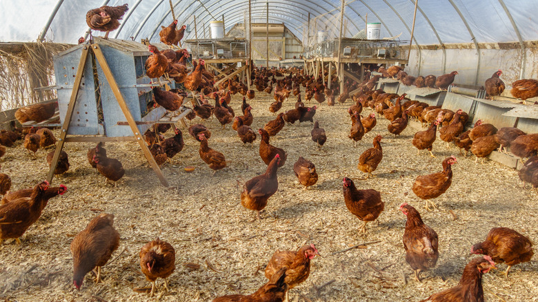 Free range chickens on a farm