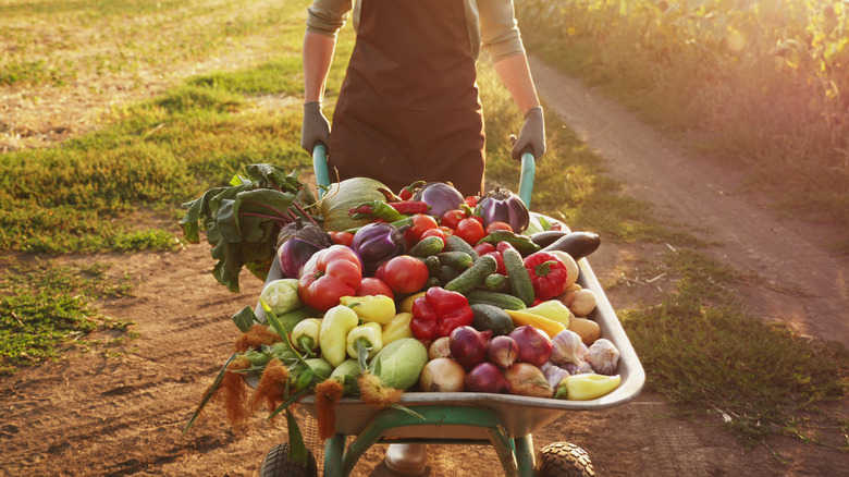 wheelbarrow of vegetables