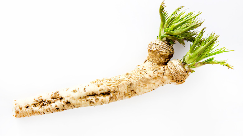 Horseradish 