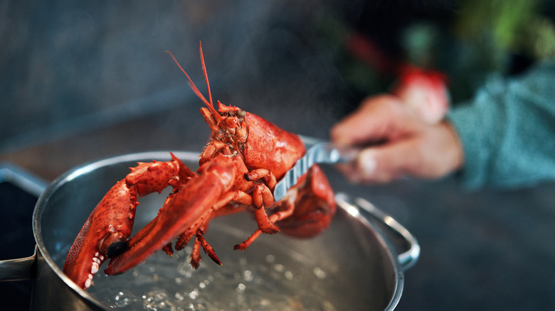 Boiling lobster in stovetop pot 
