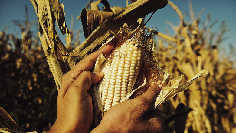 Ear of corn in field