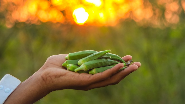 A hand holding okra