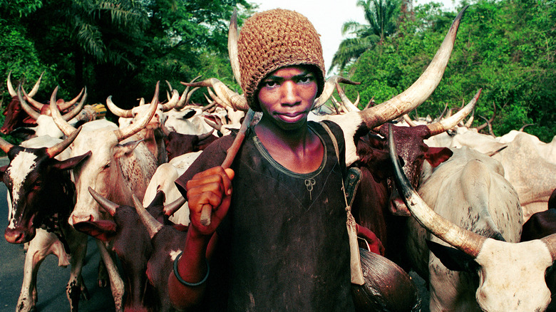 Hausa cattleman and his herd in Nigeria