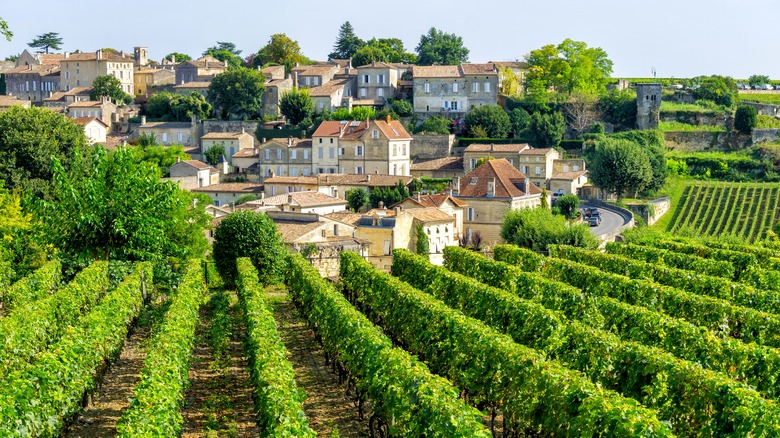 Bordeaux vineyards