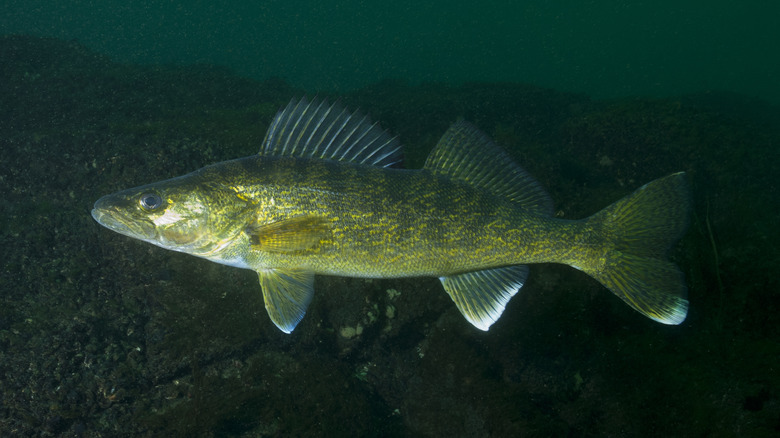 Walleye swimming underwater