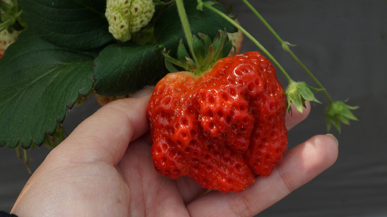 An ugly strawberry