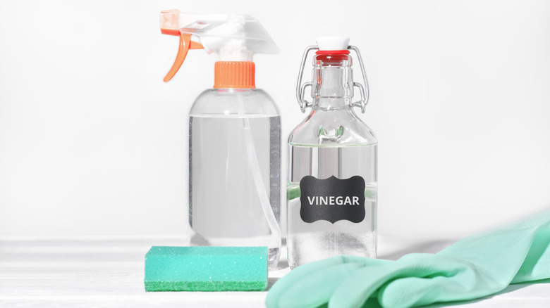 white vinegar, spray bottle, gloves, and sponge