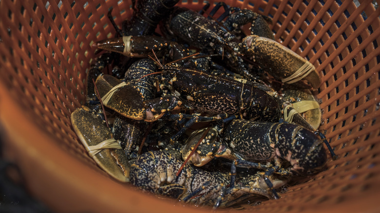 lobsters at fishmonger