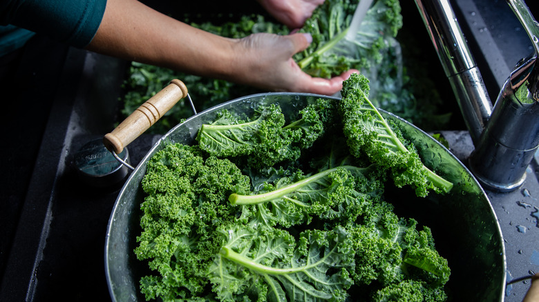 A person's hands washing kale leaves 