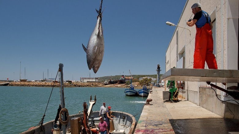 Spanish fishermen hang tuna freshly caught in the almadraba