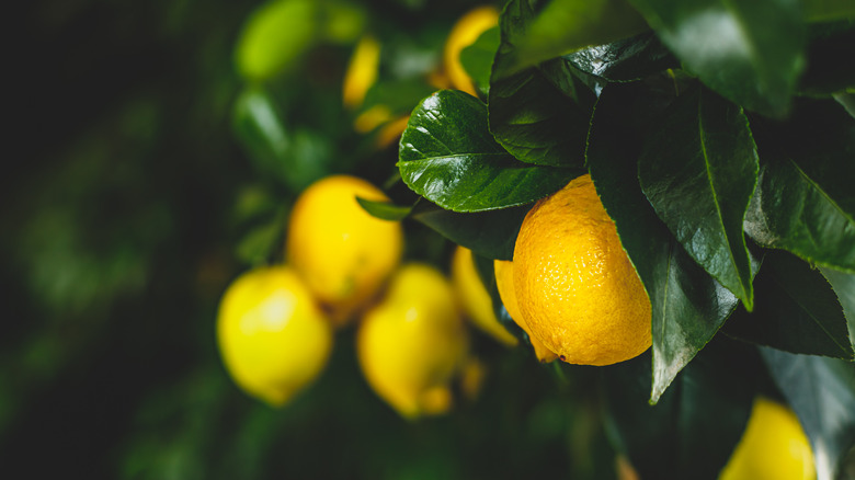 Lemon tree