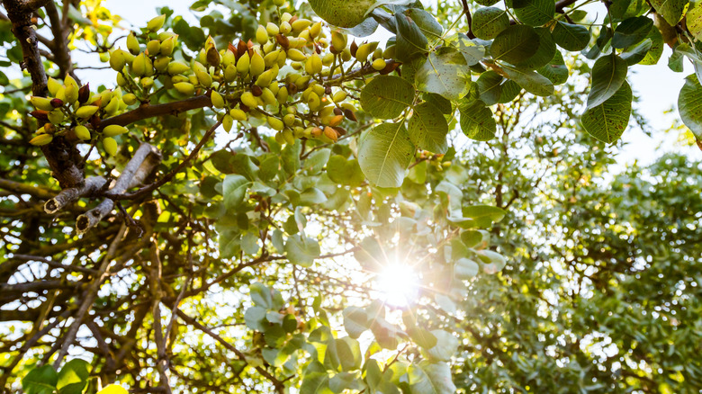Pistachio trees with the sun shining through