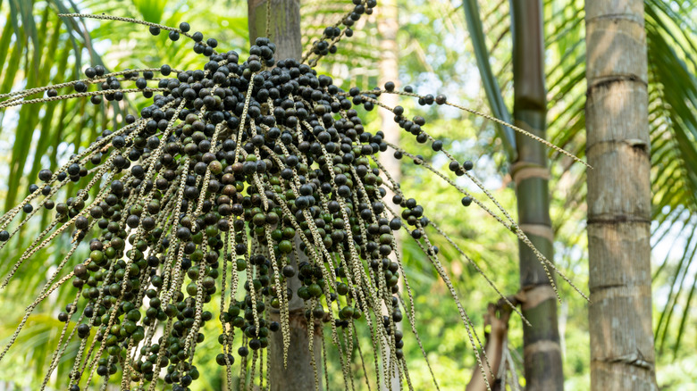 açaí on a tree