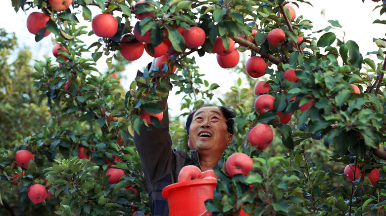 Apple orchard worker in China