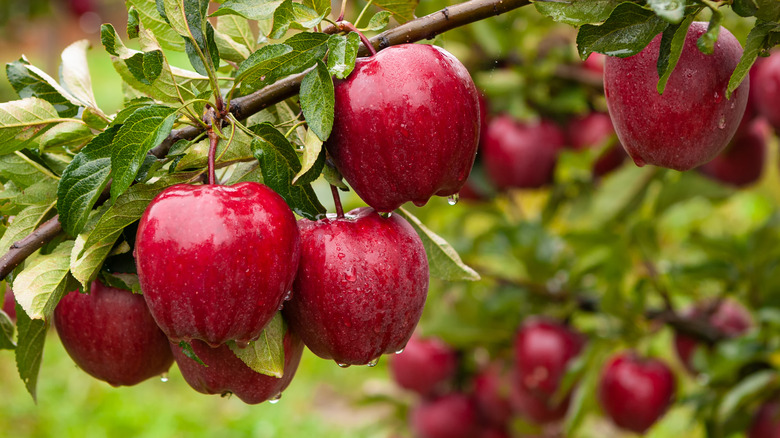 Wet apples on a tree