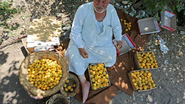 Apricot farmer with baskets of apricots