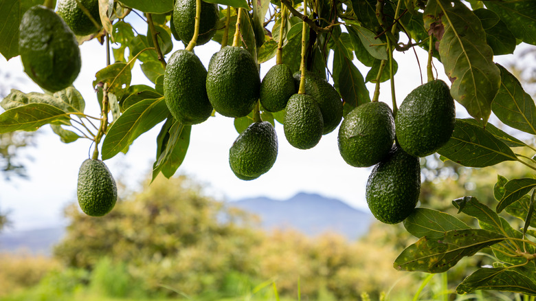 avocados hanging from tree