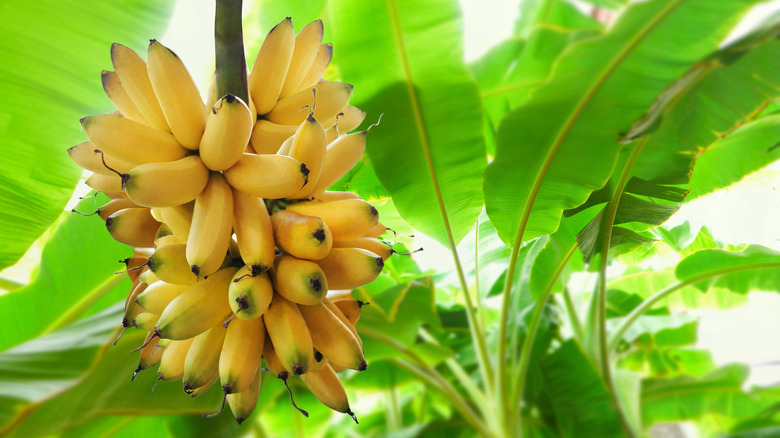 bananas growing on a tree