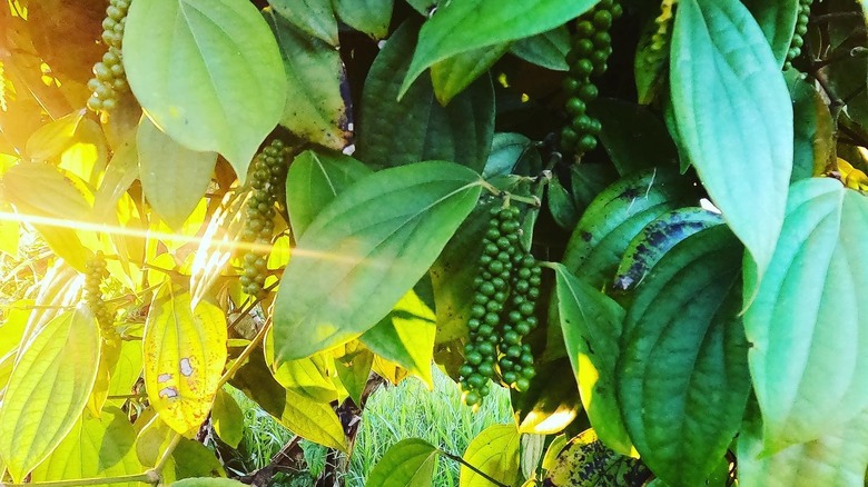 Peppercorns hanging from the vine