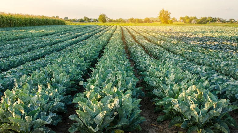 rows of broccoli in field