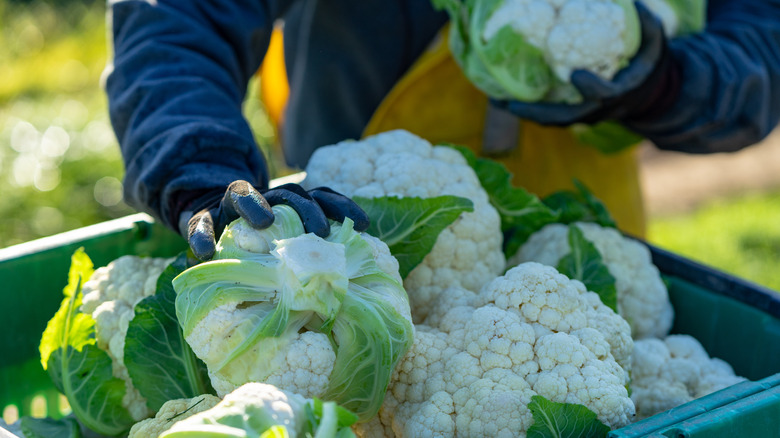 harvesting cauliflower 