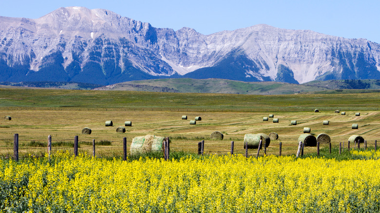 rapeseed oil field in Canada