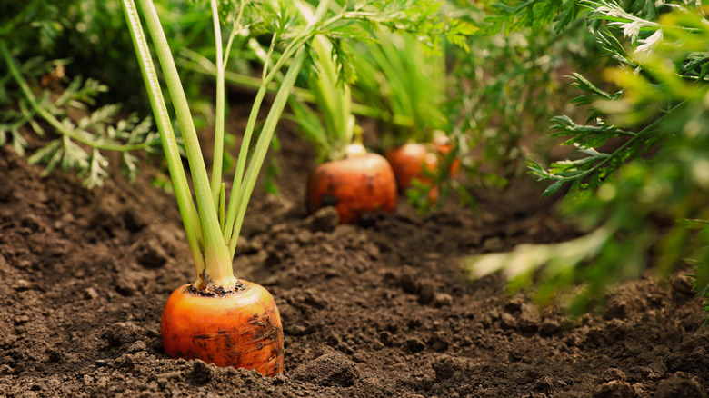 Carrots in soil