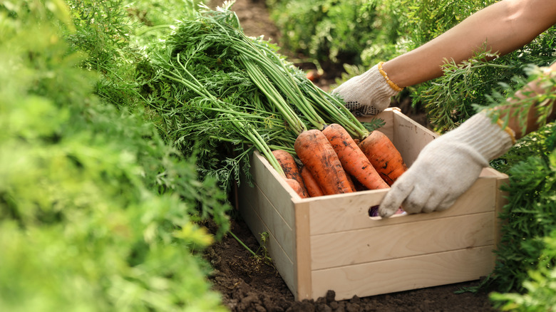 collecting carrot crops