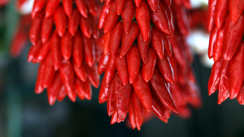 Hanging chili peppers 