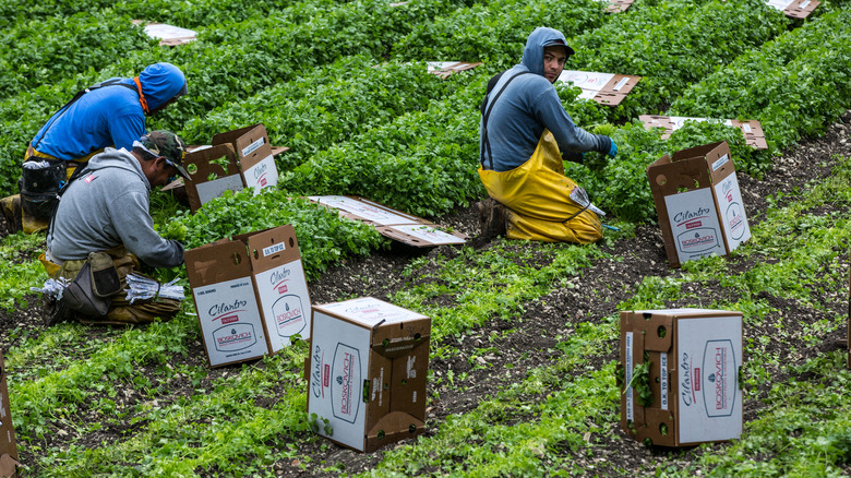 Workers harvesting cilantro in fields 