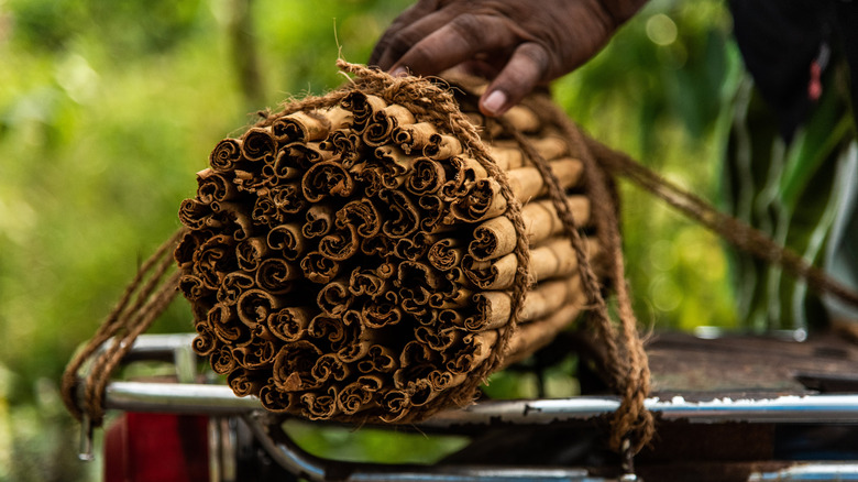 bushel of cinnamon sticks