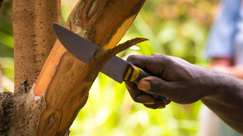 cutting bark off cinnamon tree