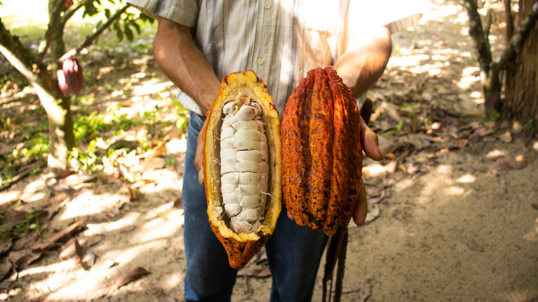 Cacao pod with seeds