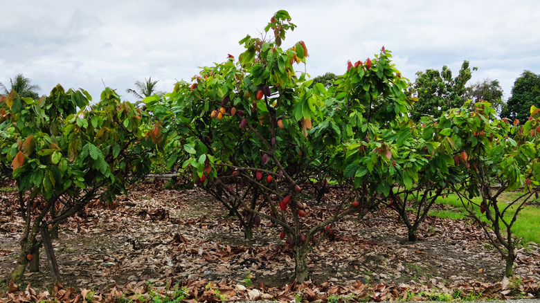 Cacao trees 