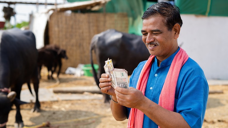 Indian dairy farmer counting money