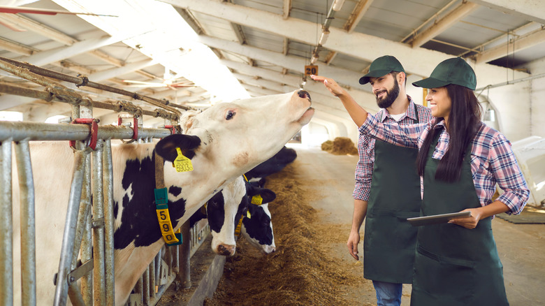 US dairy farmers petting a cow