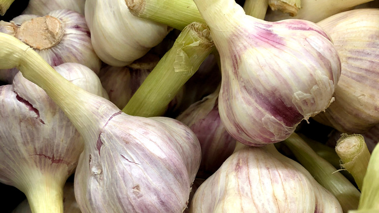 Garlic bulbs