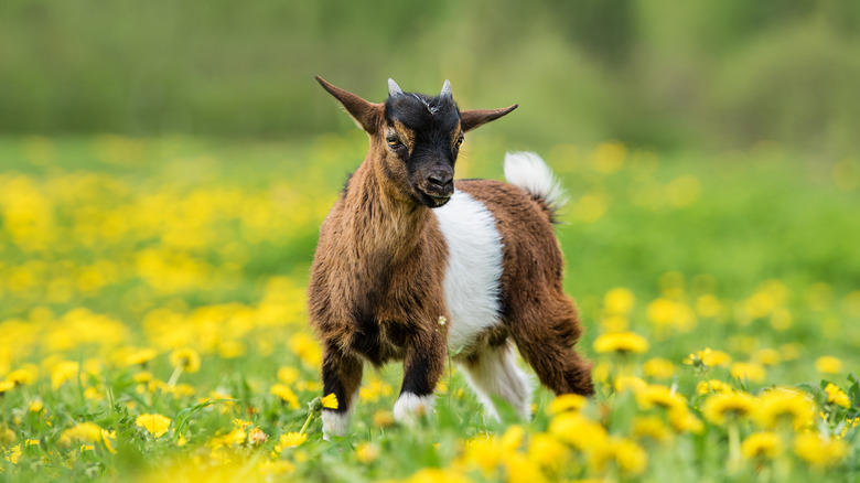 Goat in field of flowers