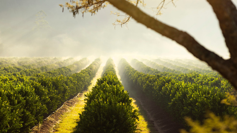 Grape field in China